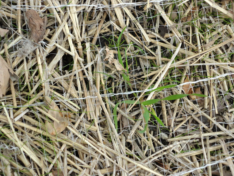 erosion-control-blanket-netting